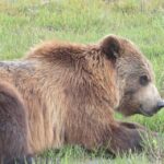 Anchorage: Portage Glacier and Wildlife Explorer Cruise - Analyzing the Value