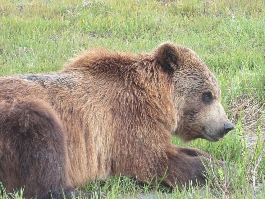 Anchorage: Portage Glacier and Wildlife Explorer Cruise - Analyzing the Value
