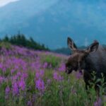 Anchorage: Sunset Photo Safari - The Locations: Scenic, Varied, and Photogenic