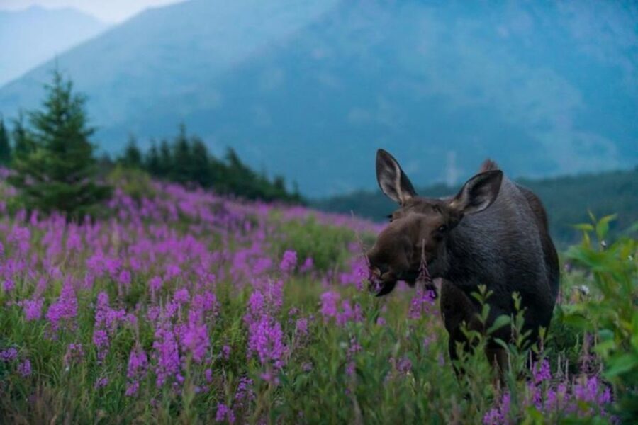 Anchorage: Sunset Photo Safari - The Locations: Scenic, Varied, and Photogenic