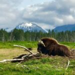 Anchorage: Wildlife, Glacier, and Wine Tasting Tour - Exploring the Itinerary in Detail