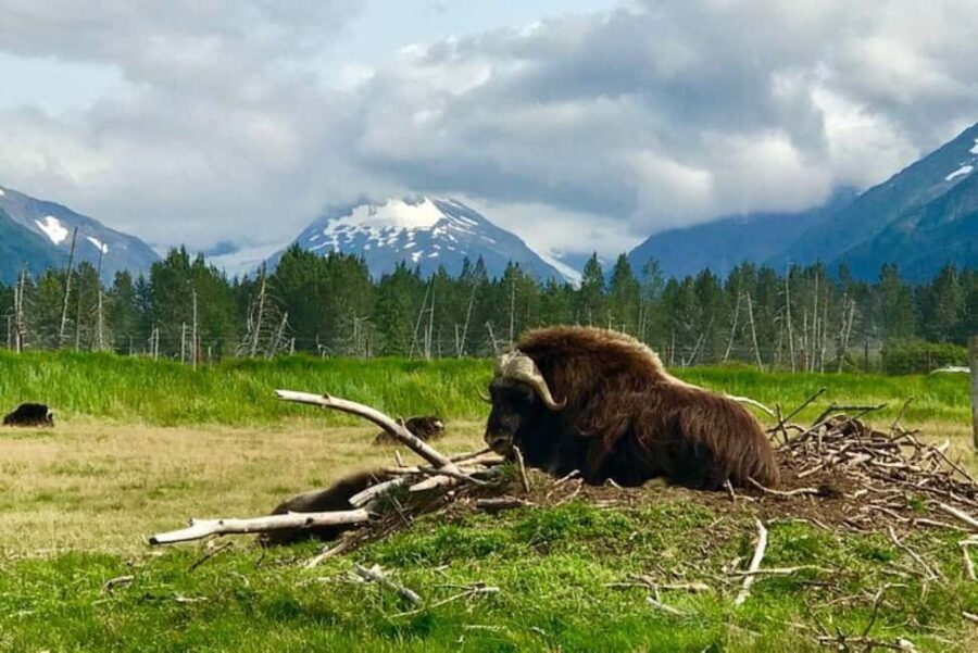 Anchorage: Wildlife, Glacier, and Wine Tasting Tour - Exploring the Itinerary in Detail
