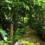 Ancient Tonga Cultur Tour 2hr Full Culture Tour - Final Thoughts: Is It Worth It?