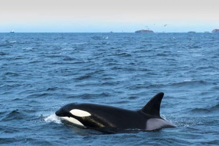 Andenes: Whale Watching/Puffin RIB Boat Tour from Bleik - Final Thoughts: Is This Tour Right for You?