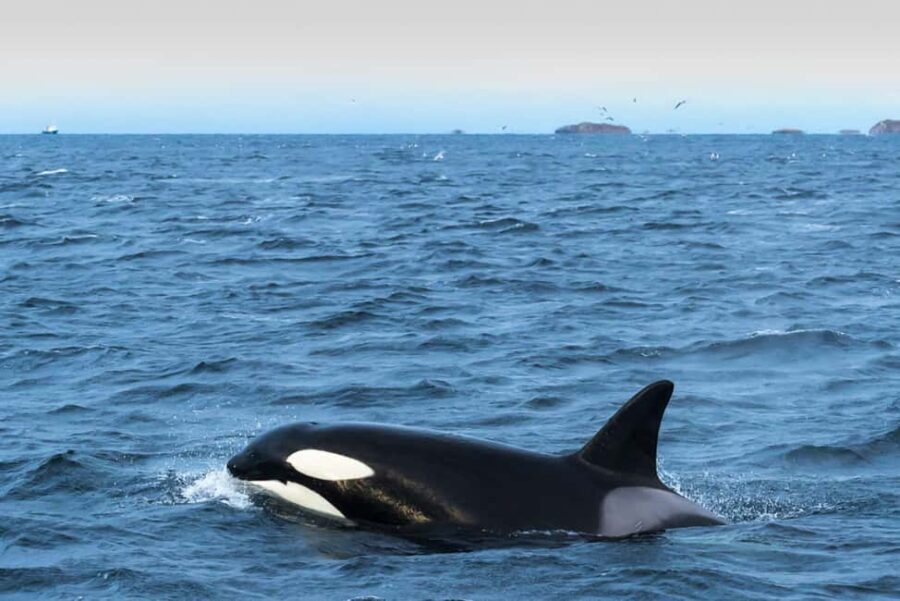 Andenes: Whale Watching/Puffin RIB Boat Tour from Bleik - Final Thoughts: Is This Tour Right for You?