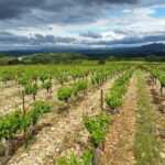 Aniane: Château Capion Wine Tasting Experience - Who Will Appreciate This Tour?