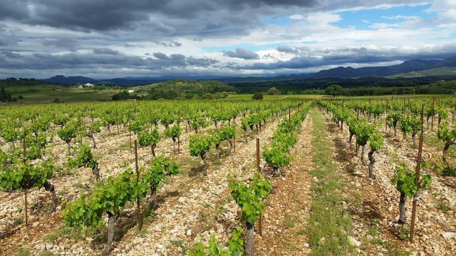 Aniane: Château Capion Wine Tasting Experience - Who Will Appreciate This Tour?