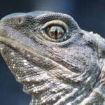 Animals of Aotearoa Wellington Zoo Tour - Frequently Asked Questions
