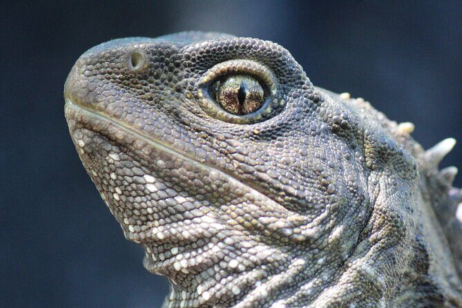 Animals of Aotearoa Wellington Zoo Tour - Frequently Asked Questions