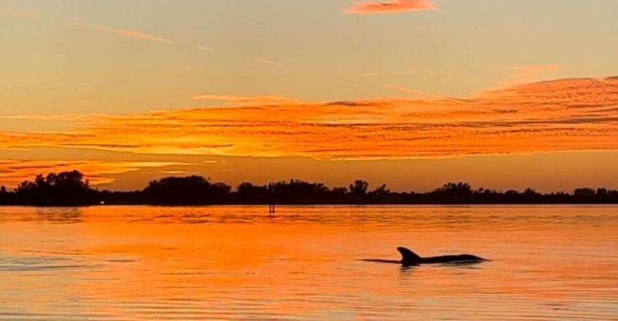 Anna Maria Island and Bradenton: Sunset Kayak Dolphin Tour - The Experience in Detail