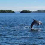 Anna Maria Island: Dolphin Cruise - A Closer Look at the Anna Maria Island Dolphin Cruise