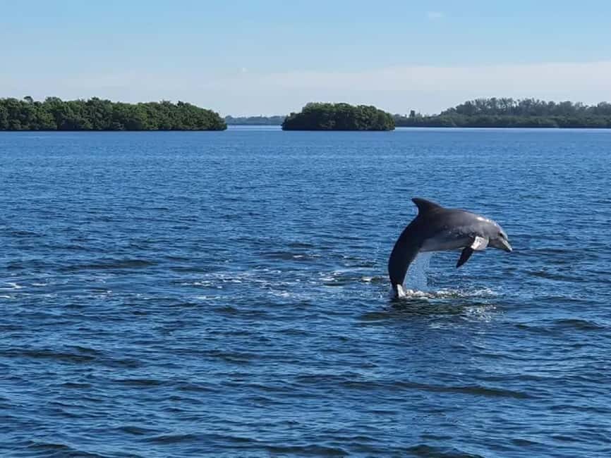 Anna Maria Island: Dolphin Cruise - A Closer Look at the Anna Maria Island Dolphin Cruise