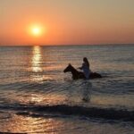 Antalya Horse Riding On Beach And Through The Forests For 2 Hours - Forest Trails and Pine Groves: A Cool Contrast