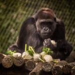 Antwerp: ZOO Entry Ticket - Who Should Visit Antwerp Zoo?