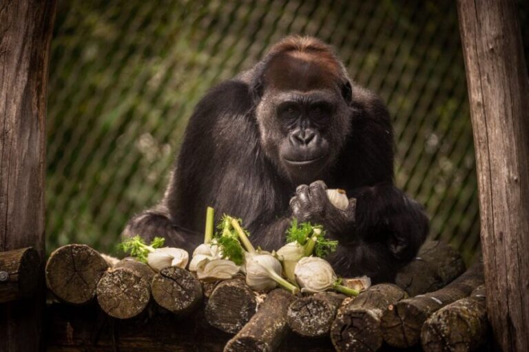 Antwerp: ZOO Entry Ticket - Who Should Visit Antwerp Zoo?