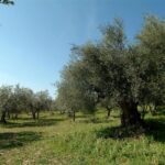 Apprentice Olive Oil taster for a day! - Who Is This Tour Best For?