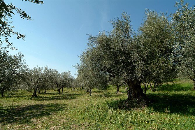 Apprentice Olive Oil taster for a day! - Who Is This Tour Best For?