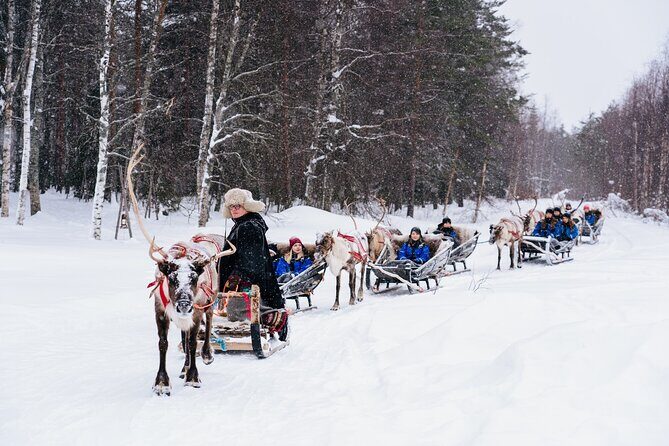 Apukka Reindeer Journey - Breaking Down the Experience