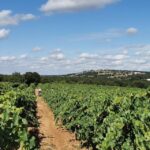 Apulia: Guided Wine Tasting with Local Appetizers - Why It’s a Great Choice for Travelers