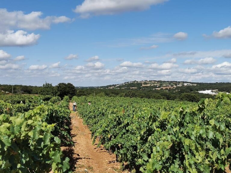Apulia: Guided Wine Tasting with Local Appetizers - Why It’s a Great Choice for Travelers
