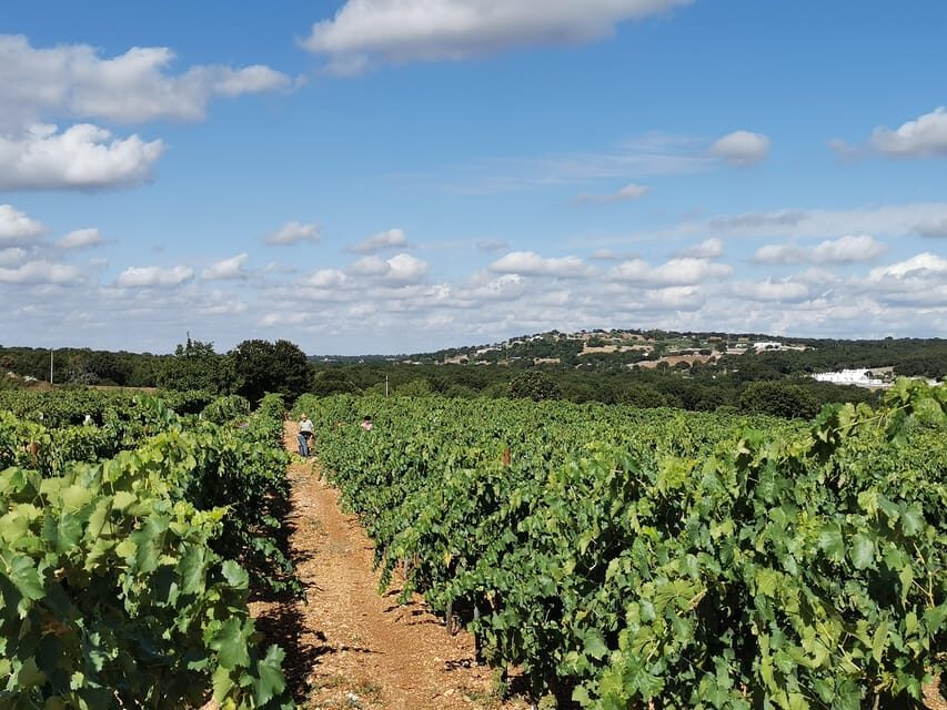 Apulia: Guided Wine Tasting with Local Appetizers - Why It’s a Great Choice for Travelers