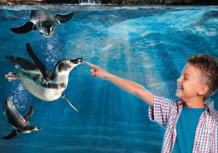 Aquarium of Cattolica Entry Ticket - A Detailed Look at the Aquarium of Cattolica Experience