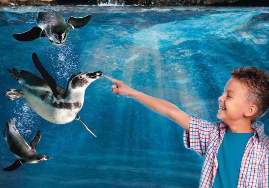 Aquarium of Cattolica Entry Ticket - A Detailed Look at the Aquarium of Cattolica Experience