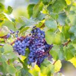Archeology, visit to a vineyard and wine and pecorino cheese tasting - Exploring Sardinia in Style: An In-Depth Review