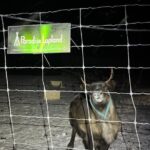 Arctic Adventure with Reindeer and Northern Lights Hunt 18:30 pm - The Itinerary in Detail