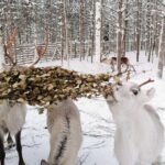 Arctic Animals Adventure with Lunch Buffet - Practical Considerations