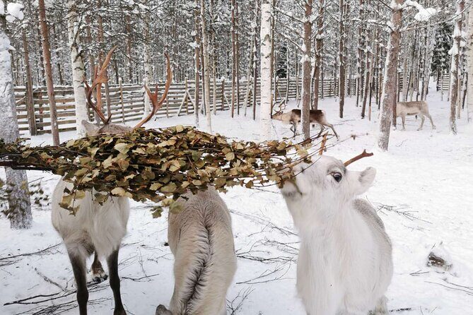 Arctic Animals Adventure with Lunch Buffet - Practical Considerations