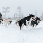 Arctic Huskies and Reindeers Fun in Rovaniemi - A Closer Look at the Arctic Husky and Reindeer Tour