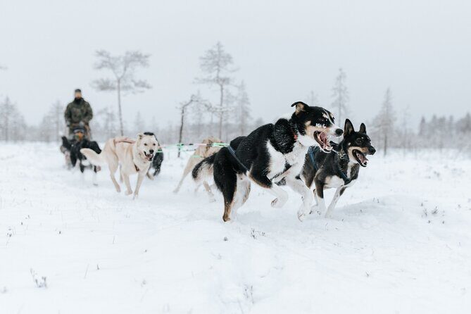 Arctic Huskies and Reindeers Fun in Rovaniemi - A Closer Look at the Arctic Husky and Reindeer Tour