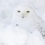 Arctic Polar Bear Adventure Afternoon Trip - Transportation & Group Size: Why It Matters