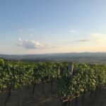 Arezzo: Tuscan Vineyard Picnic with Wine and Local Food - An In-Depth Look at the Vineyard Picnic Experience