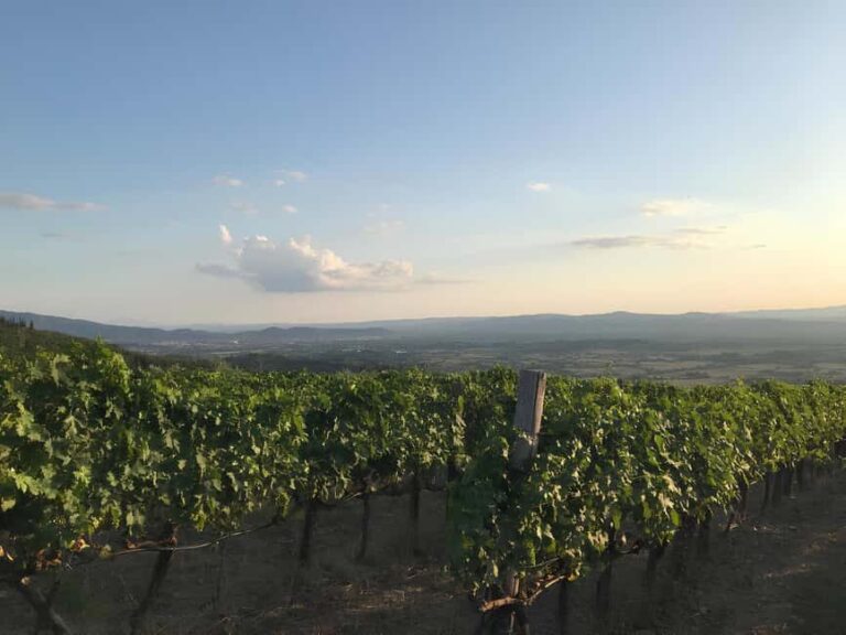 Arezzo: Tuscan Vineyard Picnic with Wine and Local Food - An In-Depth Look at the Vineyard Picnic Experience