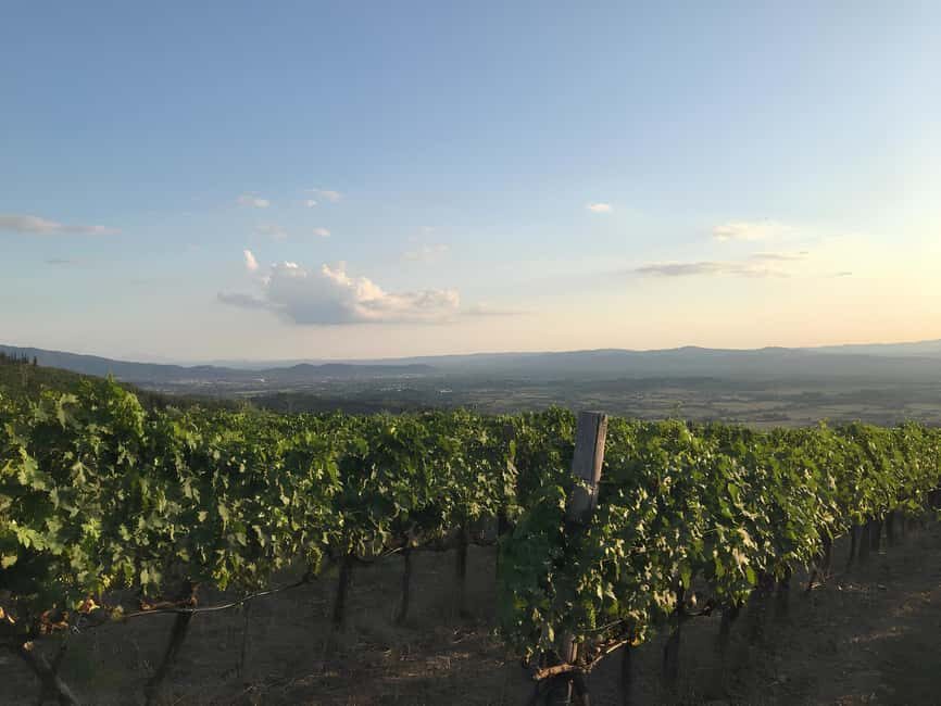 Arezzo: Tuscan Vineyard Picnic with Wine and Local Food - An In-Depth Look at the Vineyard Picnic Experience