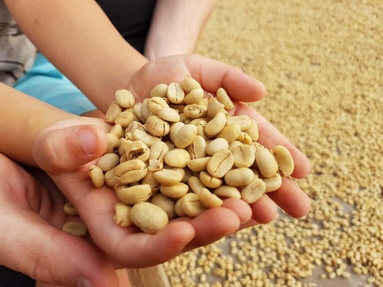 Armenia, Quindío: Traditional coffee farm tour with roasting and transportation - Who Will Love This Tour?