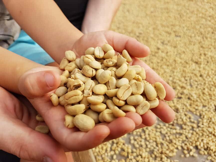 Armenia, Quindío: Traditional coffee farm tour with roasting and transportation - Who Will Love This Tour?