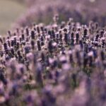 Aroma sampling of 5 Bulgarian Lavender varieties at DiVes Winery - Authentic Insights from Other Travelers