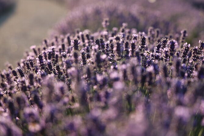 Aroma sampling of 5 Bulgarian Lavender varieties at DiVes Winery - Authentic Insights from Other Travelers