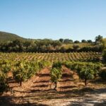 Arrabida Full Day Private Tour with Wine Tasting - Practical Details and Considerations