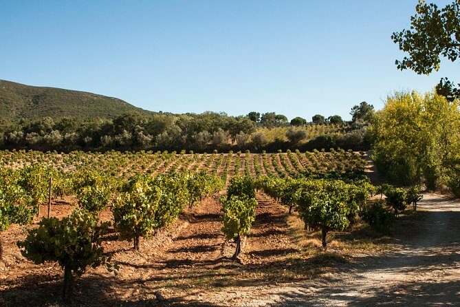 Arrabida Full Day Private Tour with Wine Tasting - Practical Details and Considerations