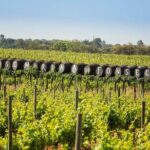 Arrábida-Palmela wine tasting, c/pick up hotel Private Tour - Transportation and Logistics