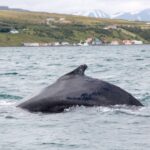 Árskógssandur: Whale-Watching Boat Trip - What Makes This Whale-Watching Tour Stand Out