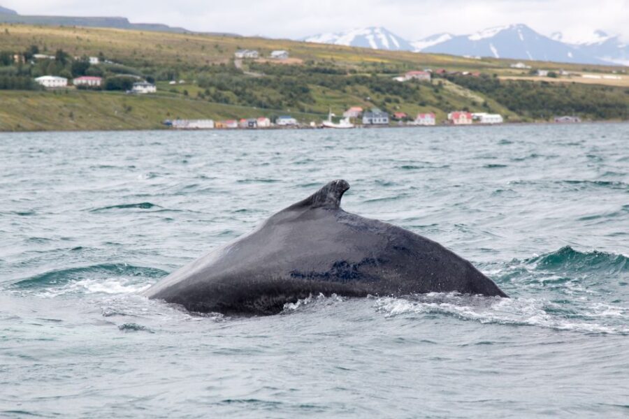 Árskógssandur: Whale-Watching Boat Trip - What Makes This Whale-Watching Tour Stand Out