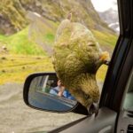 Arthur's Pass Day Tour From Christchurch with TranzAlpine - An In-Depth Look at the Tour Experience