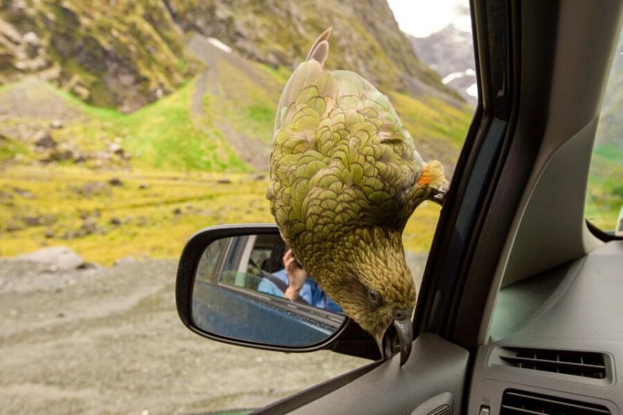 Arthur's Pass Day Tour From Christchurch with TranzAlpine - An In-Depth Look at the Tour Experience