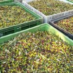 Ascoli Piceno: Olive Oil Tasting with local products - What To Expect from the Olive Oil Tasting Tour in Ascoli Piceno