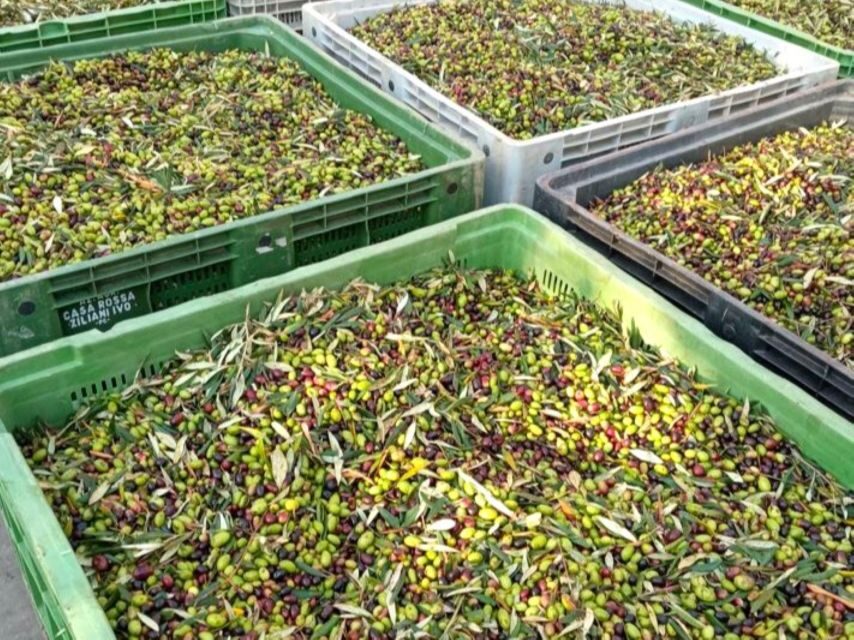 Ascoli Piceno: Olive Oil Tasting with local products - What To Expect from the Olive Oil Tasting Tour in Ascoli Piceno